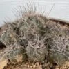 Cactus- Copiapoa Humilis Var Longispina 1 Cactus- Copiapoa Humilis Var Longispina -Cheap Plantly Store IMG 8190