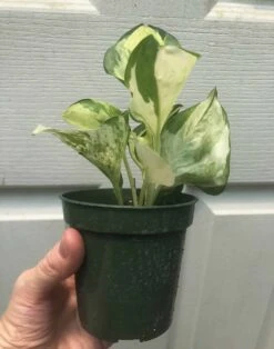Pothos Manjula In 3" Pot - Epipremnum Aureum Manjula -Cheap Plantly Store IMG 8219 rotated 1