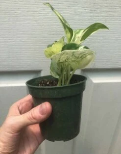 Pothos Manjula In 3" Pot - Epipremnum Aureum Manjula -Cheap Plantly Store IMG 8220 rotated 1