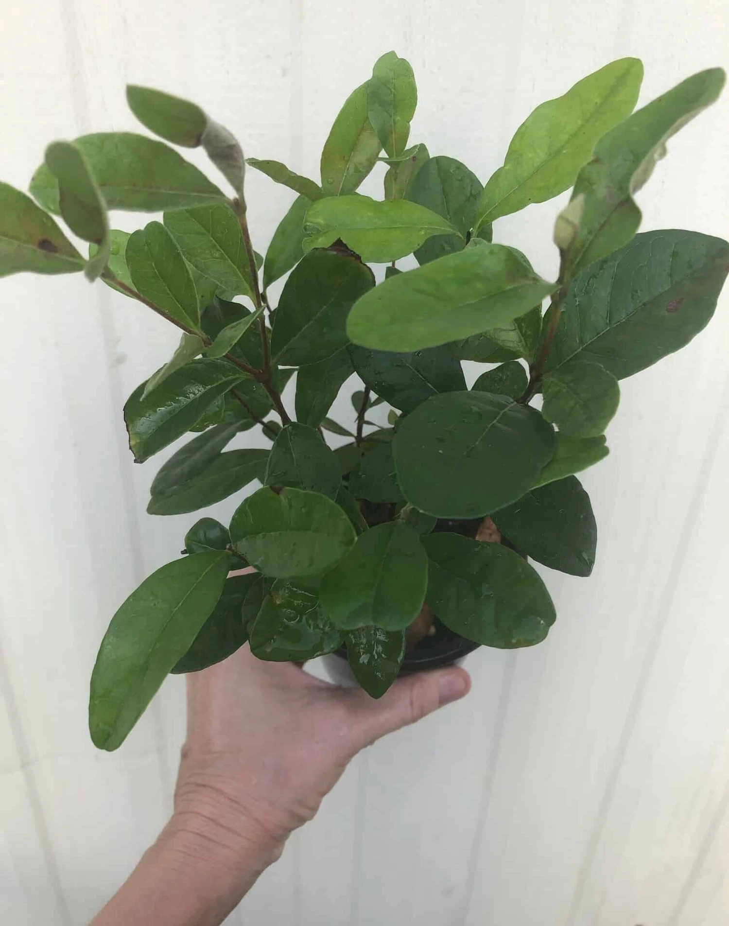 Pineapple Guava, Feijoa Sellowiana Seedlings In 4" Pot 4 Pineapple Guava, Feijoa Sellowiana Seedlings In 4" Pot - Image 2