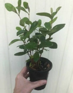 Pineapple Guava, Feijoa Sellowiana Seedlings In 4" Pot 11 Pineapple Guava, Feijoa Sellowiana Seedlings In 4" Pot -Cheap Plantly Store IMG 8226 rotated 1