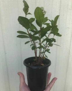 Pineapple Guava, Feijoa Sellowiana Seedlings In 4" Pot 13 Pineapple Guava, Feijoa Sellowiana Seedlings In 4" Pot -Cheap Plantly Store IMG 8228 rotated 1