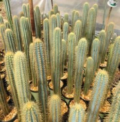 Pilosocereus Piauhyensis -Cheap Plantly Store IMG 8276