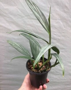 Epipremnum Amplissimum 'Silver Streak’ Pothos In 3" Or 4" Pot -Cheap Plantly Store IMG 8324 rotated 1