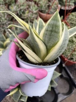 Sansevieria Dwarf Laurentii