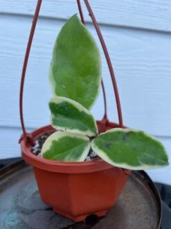 Hoya House Plant Various Species -Cheap Plantly Store IMG 8398
