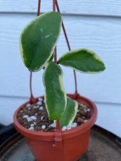 Hoya House Plant Various Species -Cheap Plantly Store IMG 8399