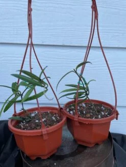 Hoya House Plant Various Species -Cheap Plantly Store IMG 8400