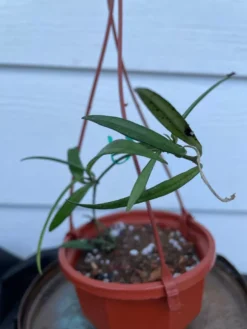 Hoya House Plant Various Species -Cheap Plantly Store IMG 8401