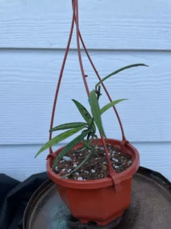Hoya House Plant Various Species -Cheap Plantly Store IMG 8402