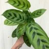 Calathea Leopardina Plant In 4" Pot -Cheap Plantly Store IMG 8438 rotated 1