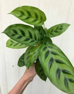 Calathea Leopardina Plant In 4" Pot