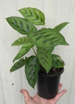 Calathea Leopardina Plant In 4" Pot -Cheap Plantly Store IMG 8440