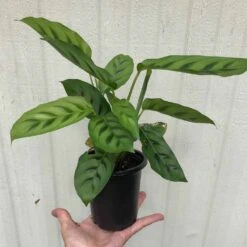 Calathea Leopardina Plant In 4" Pot -Cheap Plantly Store IMG 8441