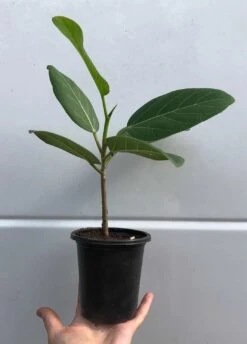 Ficus Elastica 'Audrey' In 4" Pot, Live Potted Ficus Benghalensis -Cheap Plantly Store IMG 8445