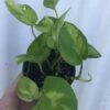 Global Green Pothos, Epipremnum Aureum In 3" Pot -Cheap Plantly Store IMG 8455