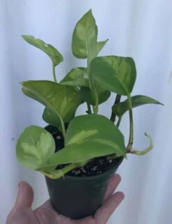 Global Green Pothos, Epipremnum Aureum In 3" Pot -Cheap Plantly Store IMG 8456
