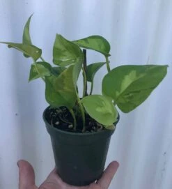 Global Green Pothos, Epipremnum Aureum In 3" Pot -Cheap Plantly Store IMG 8457