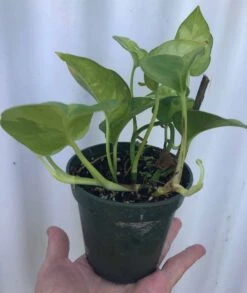 Global Green Pothos, Epipremnum Aureum In 3" Pot -Cheap Plantly Store IMG 8458