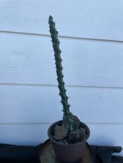 Cactus - Monvillea Spegazzinii -Cheap Plantly Store IMG 8485