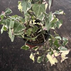 Cheap Plantly Store 40 English Ivy | Gold Child | Hedera Helix | 6" Pot