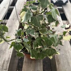 Cheap Plantly Store -Cheap Plantly Store IMG 8511 rotated 1