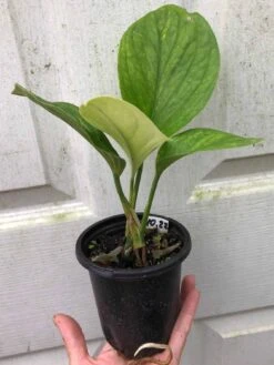 Monstera Karstenianum Sp. Peru Plant - 4" Pot -Cheap Plantly Store IMG 8557