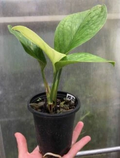 Monstera Karstenianum Sp. Peru Plant - 4" Pot -Cheap Plantly Store IMG 8558