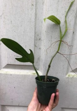 Philodendron Panduriforme Plant In 4" Pot -Cheap Plantly Store IMG 8561