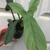 Philodendron Bipennifolium 'Horsehead' Plant In 4" Pot -Cheap Plantly Store IMG 8566