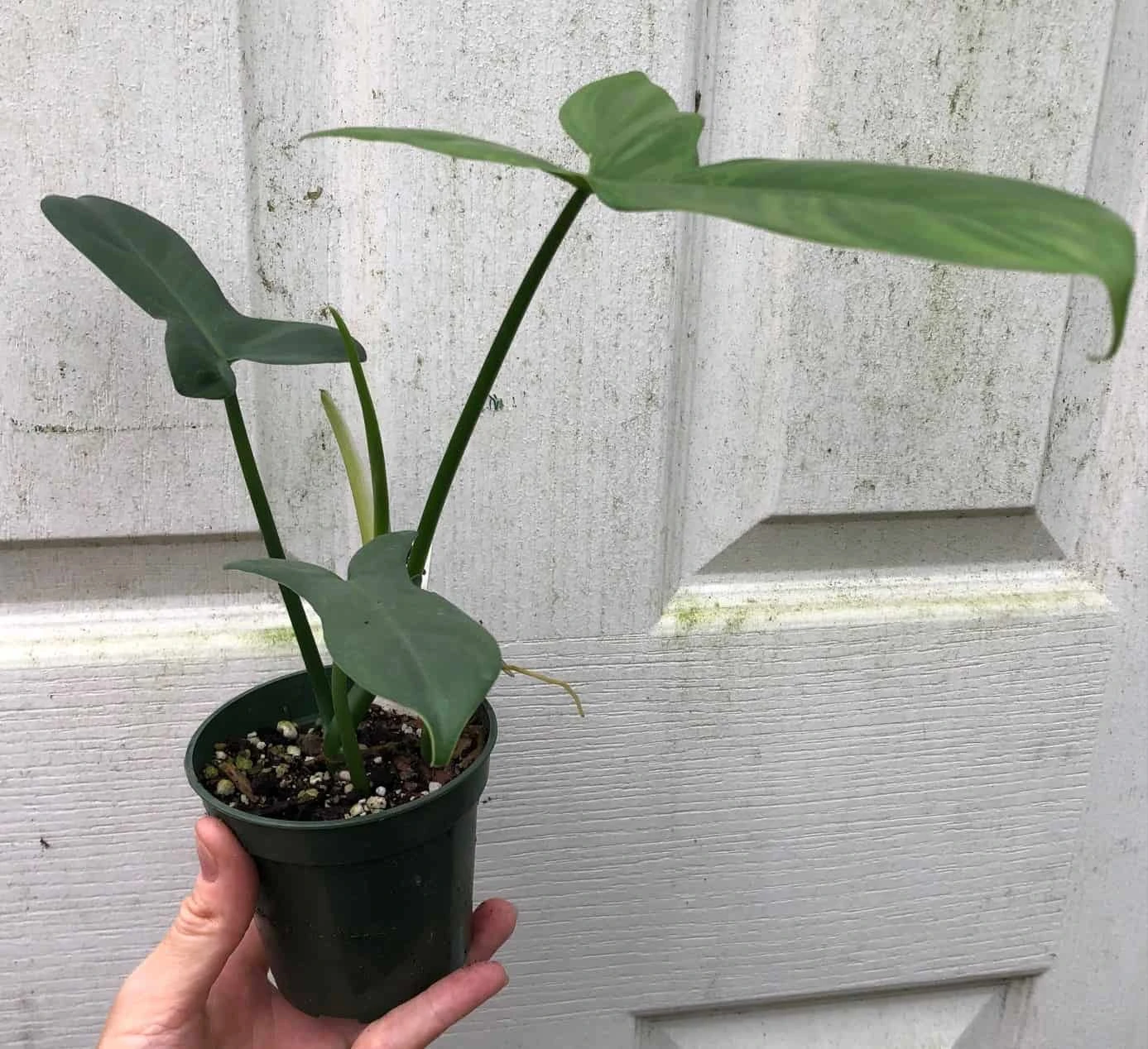 Philodendron Bipennifolium 'Horsehead' Plant In 4" Pot 4 Philodendron Bipennifolium 'Horsehead' Plant In 4" Pot - Image 2