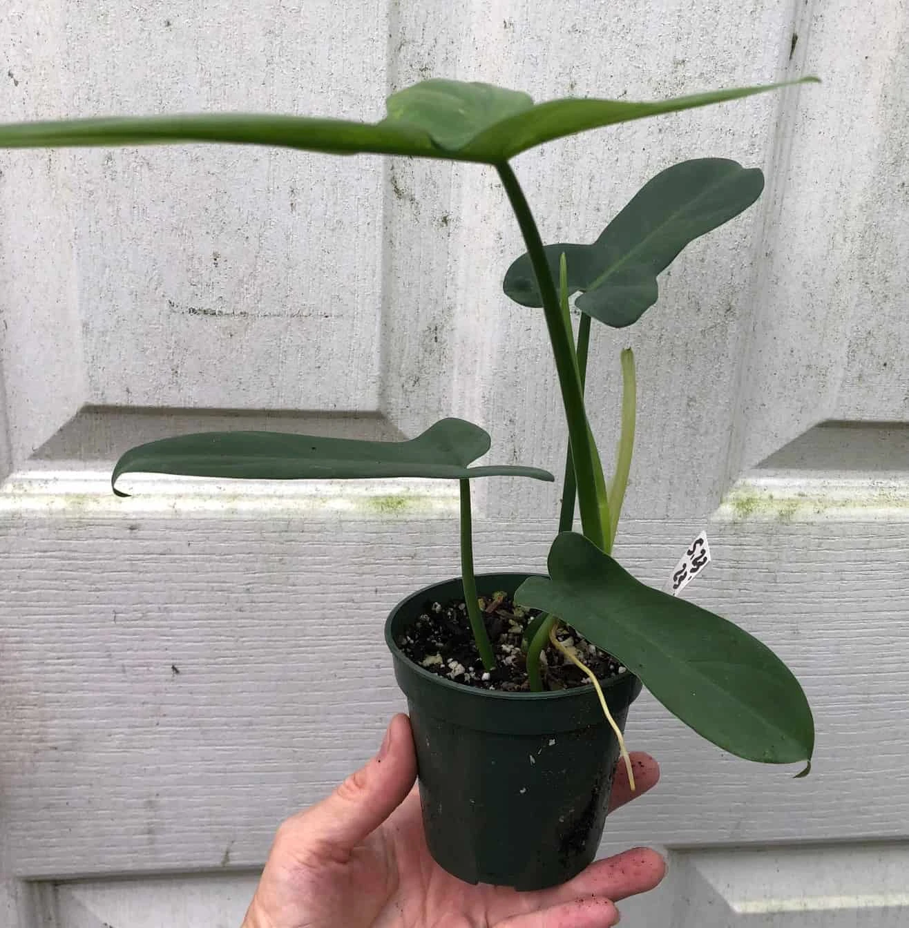 Philodendron Bipennifolium 'Horsehead' Plant In 4" Pot 5 Philodendron Bipennifolium 'Horsehead' Plant In 4" Pot - Image 3