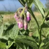 Organic - Russian Comfrey Crown Bocking 14 -Cheap Plantly Store IMG 8581 1
