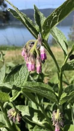 Organic - Russian Comfrey Crown Bocking 14
