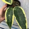 Hoya Macrophylla Variegata - Wax Plant Potted In 4" -Cheap Plantly Store IMG 8581