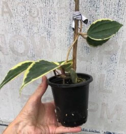 Hoya Macrophylla Variegata - Wax Plant Potted In 4" -Cheap Plantly Store IMG 8583
