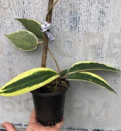 Hoya Macrophylla Variegata - Wax Plant Potted In 4" -Cheap Plantly Store IMG 8584