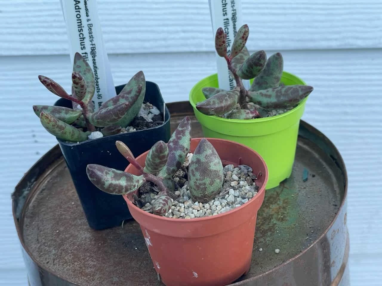 Succulent- Adromischus Filicaulis Ssp. Filicaulis 4 Succulent- Adromischus Filicaulis Ssp. Filicaulis - Image 2