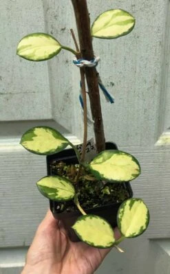 Hoya Australis Lisa Plant Potted In 3.5" Pot -Cheap Plantly Store IMG 8609
