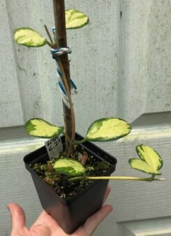 Hoya Australis Lisa Plant Potted In 3.5" Pot -Cheap Plantly Store IMG 8610