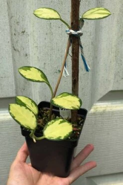 Hoya Australis Lisa Plant Potted In 3.5" Pot -Cheap Plantly Store IMG 8611