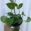 Golden Pothos, Epipremnum Aureum In 3" Pot, Devil's Ivy, Free Shipping 2 Golden Pothos, Epipremnum Aureum In 3" Pot, Devil's Ivy, Free Shipping -Cheap Plantly Store IMG 8637 1