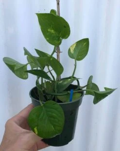 Golden Pothos, Epipremnum Aureum In 3" Pot, Devil's Ivy, Free Shipping -Cheap Plantly Store IMG 8638