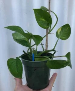 Golden Pothos, Epipremnum Aureum In 3" Pot, Devil's Ivy, Free Shipping -Cheap Plantly Store IMG 8639