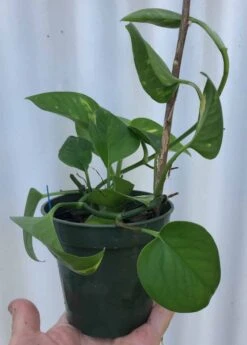 Golden Pothos, Epipremnum Aureum In 3" Pot, Devil's Ivy, Free Shipping -Cheap Plantly Store IMG 8640