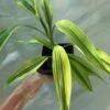 Dracaena Lemon Lime Plant, Dracaena Fragrans - In 3.5" Pot -Cheap Plantly Store IMG 8641