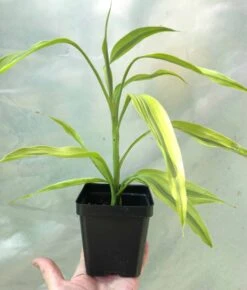 Dracaena Lemon Lime Plant, Dracaena Fragrans - In 3.5" Pot -Cheap Plantly Store IMG 8642