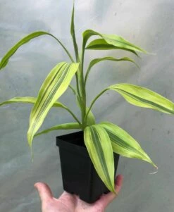 Dracaena Lemon Lime Plant, Dracaena Fragrans - In 3.5" Pot -Cheap Plantly Store IMG 8643