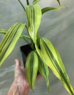 Dracaena Lemon Lime Plant, Dracaena Fragrans - In 3.5" Pot -Cheap Plantly Store IMG 8644 rotated 1