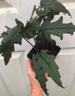 Gynura Aurantiaca - Purple Velvet Plant - In 3.5" Pot